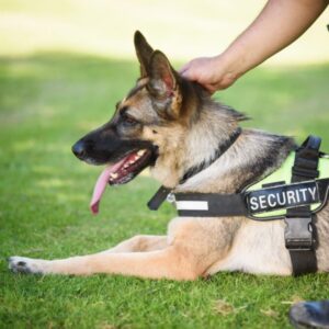 How to become a k9 security guard?